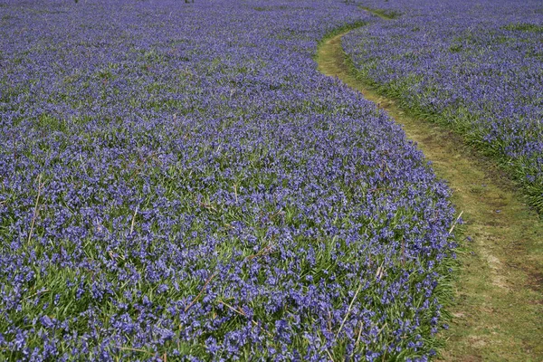 Carpet Bluebells Hyacinthoides Non Scripta Spring Skomer Island Coast Pembrokeshire — Photo