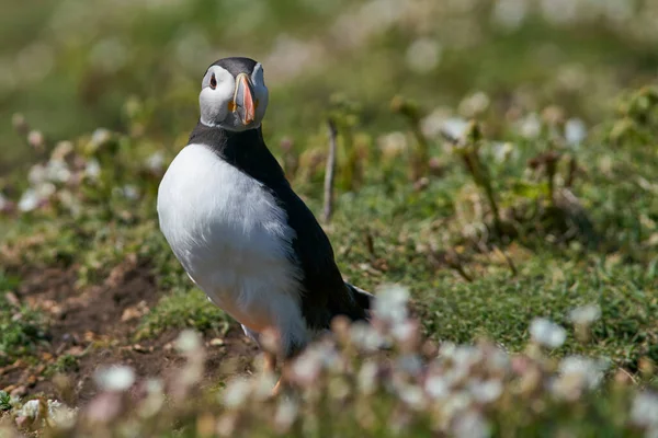 Atlantic Puffin Fratercula Arctica Nesting Amongst Spring Flowers Skomer Island — Φωτογραφία Αρχείου