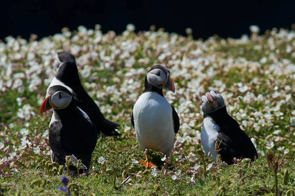 Group Atlantic Puffin Fratercula Arctica Amongst Spring Flowers Skomer Island —  Fotos de Stock