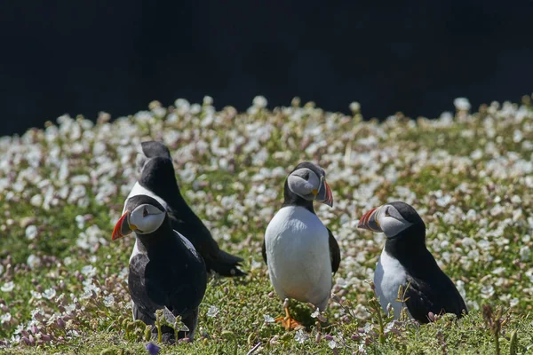 Gruppe Atlantischer Papageitaucher Fratercula Arctica Inmitten Von Frühlingsblumen Auf Der — Stockfoto