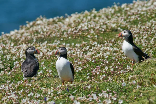 Group Atlantic Puffin Fratercula Arctica Amongst Spring Flowers Skomer Island — Stockfoto