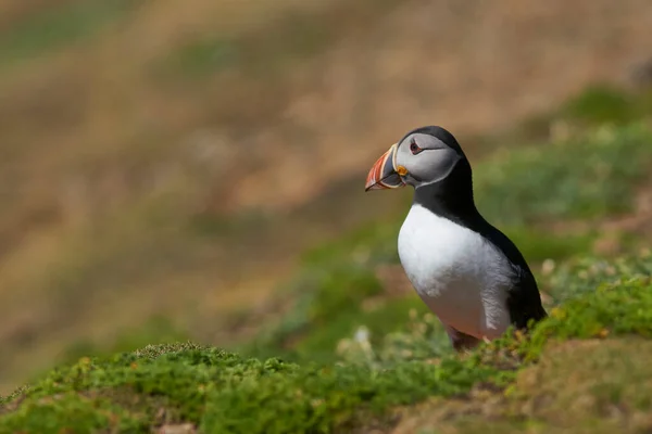 Atlantský Papuchalk Bratrstvo Jaře Ostrově Skomer Pobřeží Pzapletkeshire Walesu Spojené — Stock fotografie