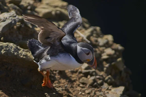 Atlantic Puffin Fratercula Arctica Coming Land Skomer Island Coast Pembrokeshire — Photo