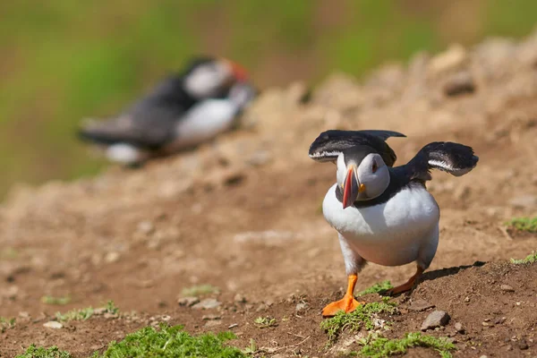 Atlantic Puffin Fratercula Arctica Coming Land Skomer Island Coast Pembrokeshire — Foto de Stock