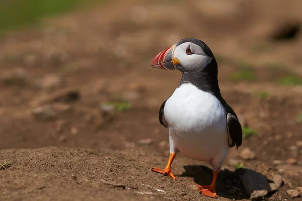 Atlantin Lunni Fratercula Arctica Keväällä Skomer Islandilla Pembrokeshiren Rannikolla Walesissa — kuvapankkivalokuva