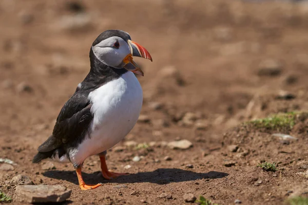 Frailecillo Atlántico Fratercula Arctica Primavera Isla Skomer Frente Costa Pembrokeshire — Foto de Stock