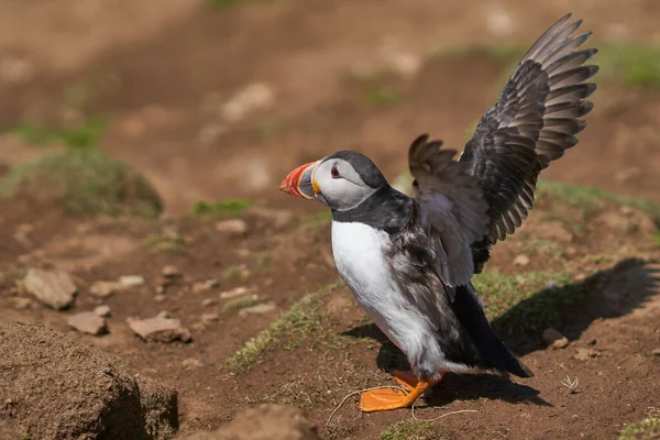 Atlantin Lunni Fratercula Arctica Keväällä Skomer Islandilla Pembrokeshiren Rannikolla Walesissa — kuvapankkivalokuva