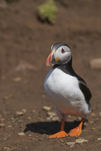 Atlantic Puffin Fratercula Arctica Het Voorjaar Skomer Eiland Voor Kust — Stockfoto