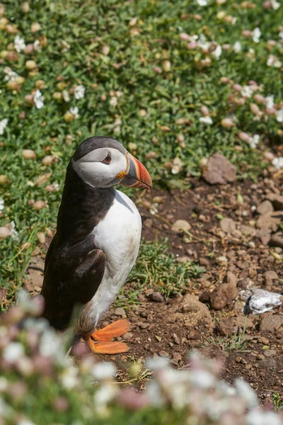 Atlantic Puffin Fratercula Arctica Nesting Amongst Spring Flowers Skomer Island — Stockfoto