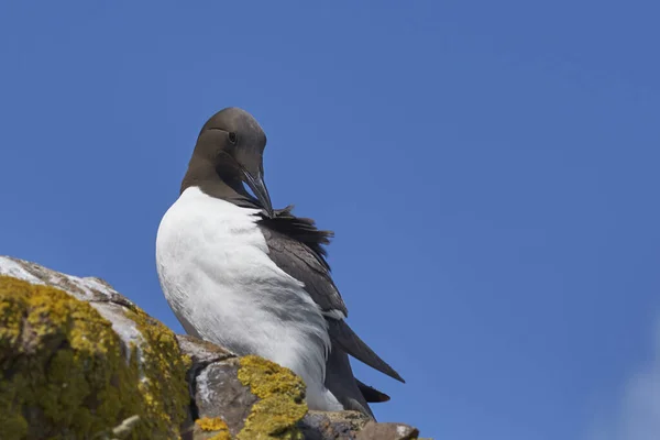 Guillemot Uria Salve Cliffs Skomer Island Coast Pembrokeshire Wales United — Foto de Stock