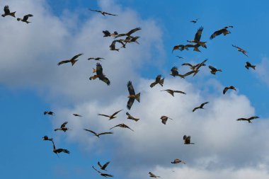 Büyük sayıda Kızıl Uçurtma (Milvus milvus) Galler 'deki IGigrin Çiftliği üzerinde uçuyor..  