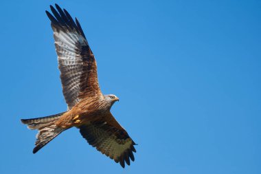 Kırmızı Uçurtma (Milvus milvus) bulutlarla benekli mavi gökyüzünde uçuyor.. 