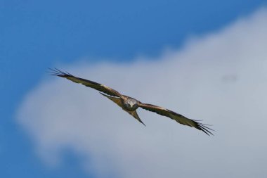 Kırmızı Uçurtma (Milvus milvus) bulutlarla benekli mavi gökyüzünde uçuyor.. 
