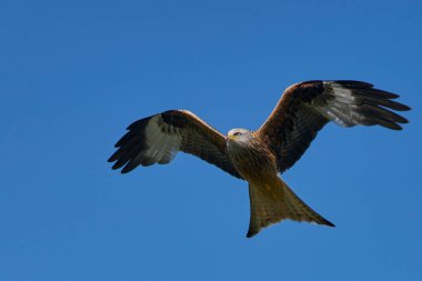 Kırmızı Uçurtma (Milvus milvus) bulutlarla benekli mavi gökyüzünde uçuyor.. 