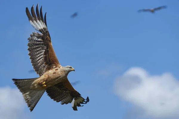 Rotmilan Milvus Milvus Fliegt Gegen Einen Blauen Himmel Mit Wolken — Stockfoto