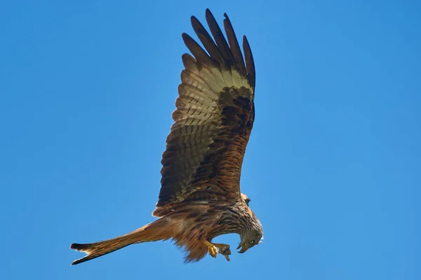 Rotmilan Milvus Milvus Ernährt Sich Flug Von Nahrung Die Seinen — Stockfoto