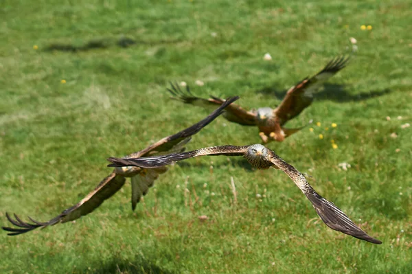 Red Kite Milvus Milvus Volando Bajo Para Recoger Comida Gigrin —  Fotos de Stock