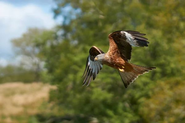 Cometa Roja Milvus Milvus Volando Contra Exuberante Campiña Verde Gales —  Fotos de Stock