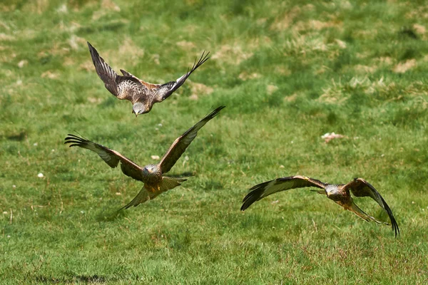 Red Kite Milvus Milvus Volando Bajo Para Recoger Comida Gigrin — Foto de Stock