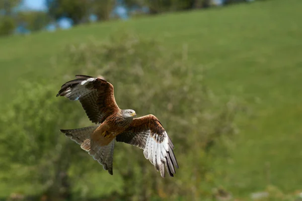 Cometa Roja Milvus Milvus Volando Contra Exuberante Campiña Verde Gales —  Fotos de Stock