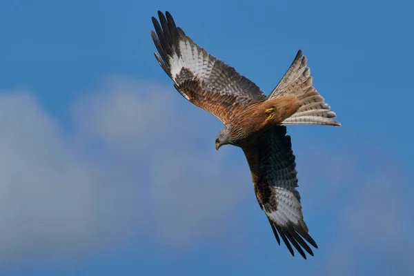 Cometa Roja Milvus Milvus Volando Contra Cielo Azul Salpicado Nubes —  Fotos de Stock