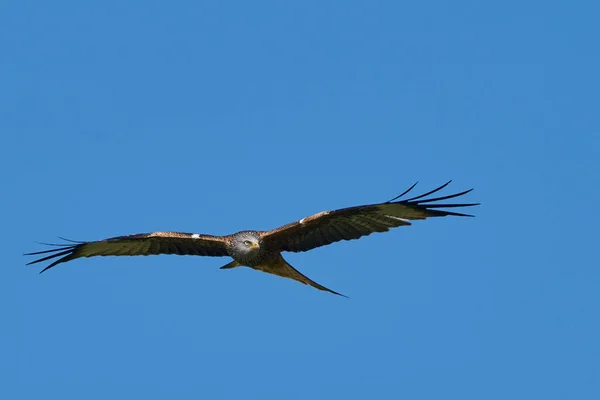 Rotmilan Milvus Milvus Fliegt Gegen Einen Blauen Himmel Mit Wolken — Stockfoto