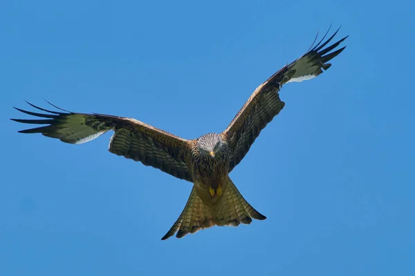 赤い凧 Milvus Milvus 雲が点在する青い空に向かって飛ぶ — ストック写真