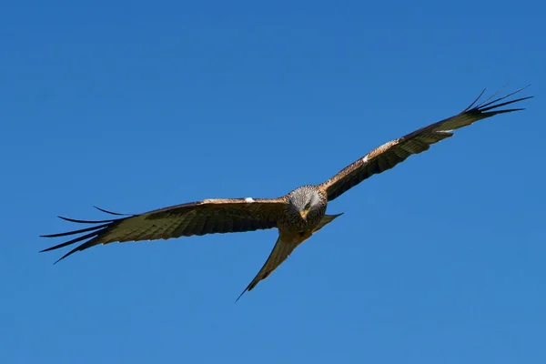 Rotmilan Milvus Milvus Fliegt Gegen Einen Blauen Himmel Mit Wolken — Stockfoto