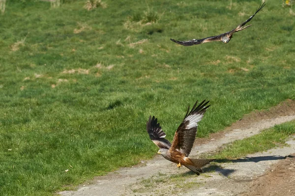 Red Kite Milvus Milvus Πετούν Χαμηλά Για Πάρει Τρόφιμα Gigrin — Φωτογραφία Αρχείου