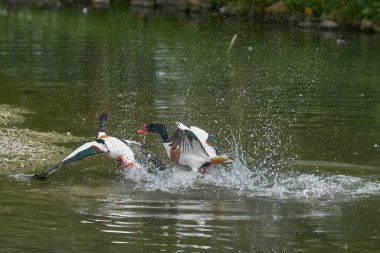 İki Shelduck (Tadorna tadorna) üreme mevsiminde dövüşür. 