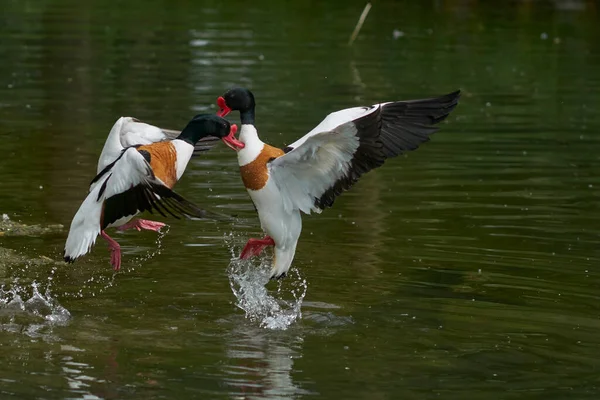 Dois Shelduck Tadorna Tadorna Lutando Durante Época Reprodução — Fotografia de Stock