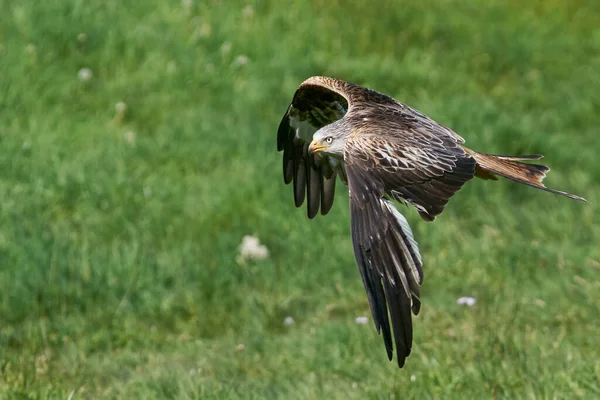 Red Kite Milvus Milvus Létající Proti Bujné Zelené Krajině Walesu — Stock fotografie