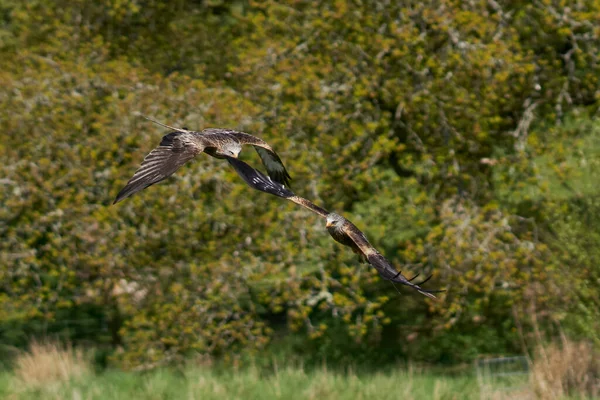 Red Kite Milvus Milvus Που Πετούν Κατά Της Καταπράσινης Υπαίθρου — Φωτογραφία Αρχείου