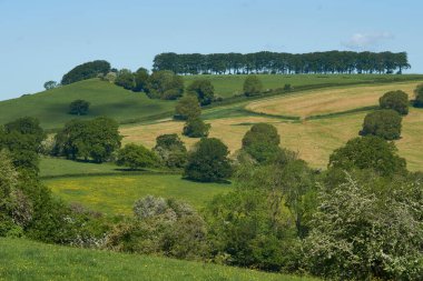 Summer in the Woolley Valley, an Area of Outstanding Natural Beauty in the Cotswolds on the outskirts of Bath, England, United Kingdom