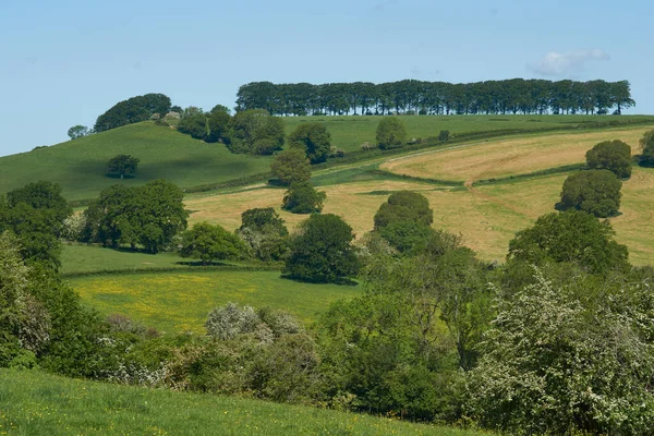 Summer Woolley Valley Area Outstanding Natural Beauty Cotswolds Outskirts Bath — ストック写真