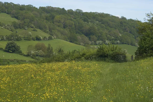 Summer Woolley Valley Area Outstanding Natural Beauty Cotswolds Outskirts Bath — Φωτογραφία Αρχείου