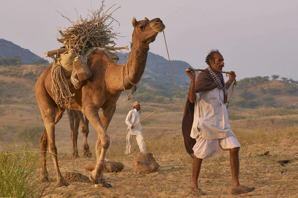 Pushkar Rajasthan Ινδία Νοεμβρίου 2008 Καμήλα Βοσκός Που Φθάνουν Στην — Φωτογραφία Αρχείου
