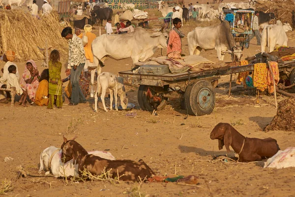 Pushkar Rajasthan Indie Listopadu 2008 Vozíky Velbloudech Tábořiště Každoročním Veletrhu — Stock fotografie