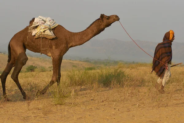 Pushkar Rajasthan Indien November 2008 Kamelherde Anländer Till Den Årliga — Stockfoto