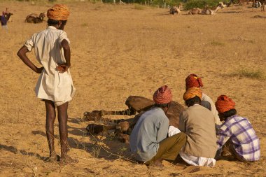 Puşkar, Rajasthan, Hindistan - 6 Kasım 2008: Bir grup erkek, Rajasthan 'daki yıllık Pushkar fuarında mücadele eden bir deveye bir halat takıyor.