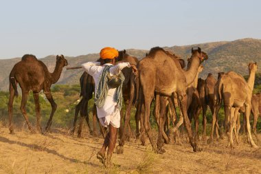 Puşkar, Rajasthan, Hindistan - 6 Kasım 2008: Deve çobanı Hindistan 'ın Rajasthan kentindeki yıllık Pushkar Fuarına geliyor. 