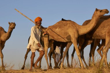 Puşkar, Rajasthan, Hindistan - 6 Kasım 2008: Deve çobanı Hindistan 'ın Rajasthan kentindeki yıllık Pushkar Fuarına geliyor. 