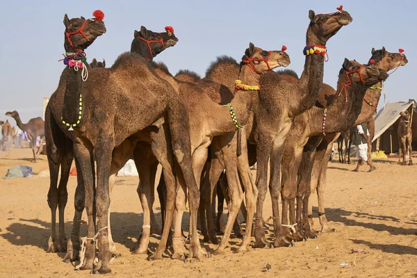 Pushkar Rajasthan Indien November 2008 Kamele Bevölkern Die Jährliche Pushkar — Stockfoto