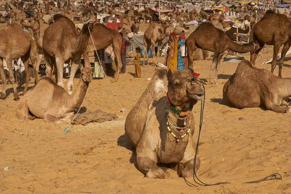 Pushkar Rajastán India Noviembre 2008 Camellos Llenan Feria Anual Pushkar —  Fotos de Stock