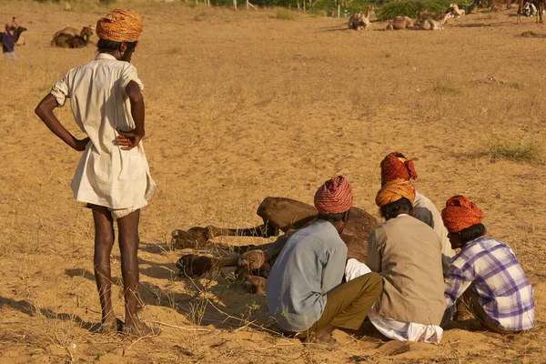 Pushkar Rajastán India Noviembre 2008 Grupo Hombres Atan Cabestro Camello —  Fotos de Stock