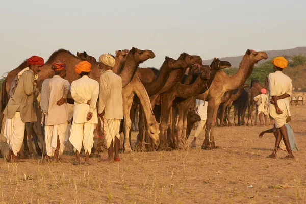 Pushkar Rajasthan Indie Listopada 2008 Grupa Pasterzy Wielbłądów Dorocznych Targach — Zdjęcie stockowe