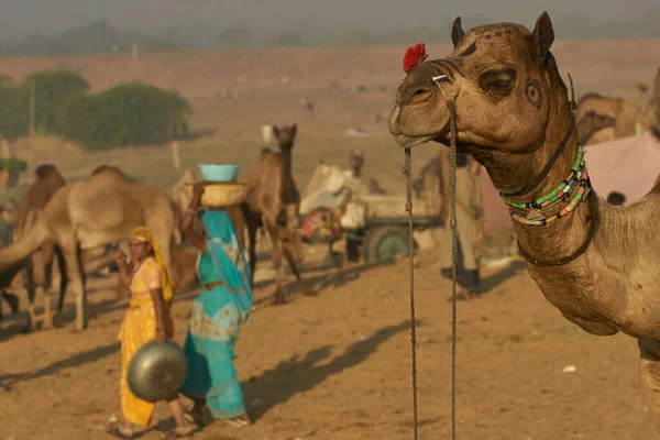 Pushkar Rajasthan Indie Listopada 2008 Wielbłądy Tłum Coroczny Pushkar Fair — Zdjęcie stockowe