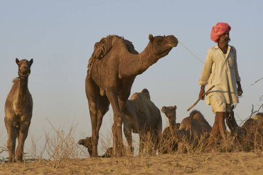 Puşkar, Rajasthan, Hindistan - 8 Kasım 2008: Deve çobanı Hindistan 'ın Rajasthan kentindeki yıllık Pushkar Fuarına geliyor. 