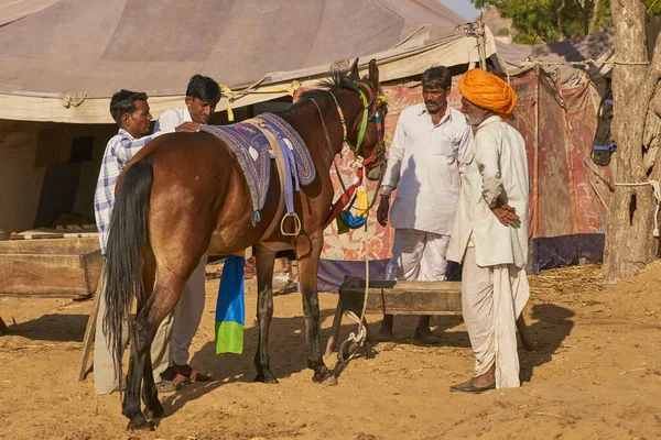 Pushkar Rajastán India Noviembre 2008 Grupo Hombres Inspeccionan Caballo Feria —  Fotos de Stock