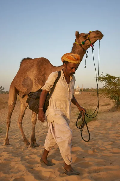 Pushkar Rajasthan India November 2008 Camel Herder Arriving Annual Pushkar — 图库照片